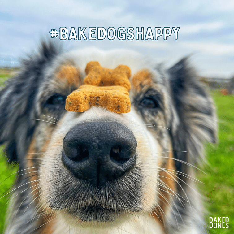 Close up image of an Aussie dog with 3 BakedBones CBD dog bones resting on his nose, along with the hashtag #bakedogshappy